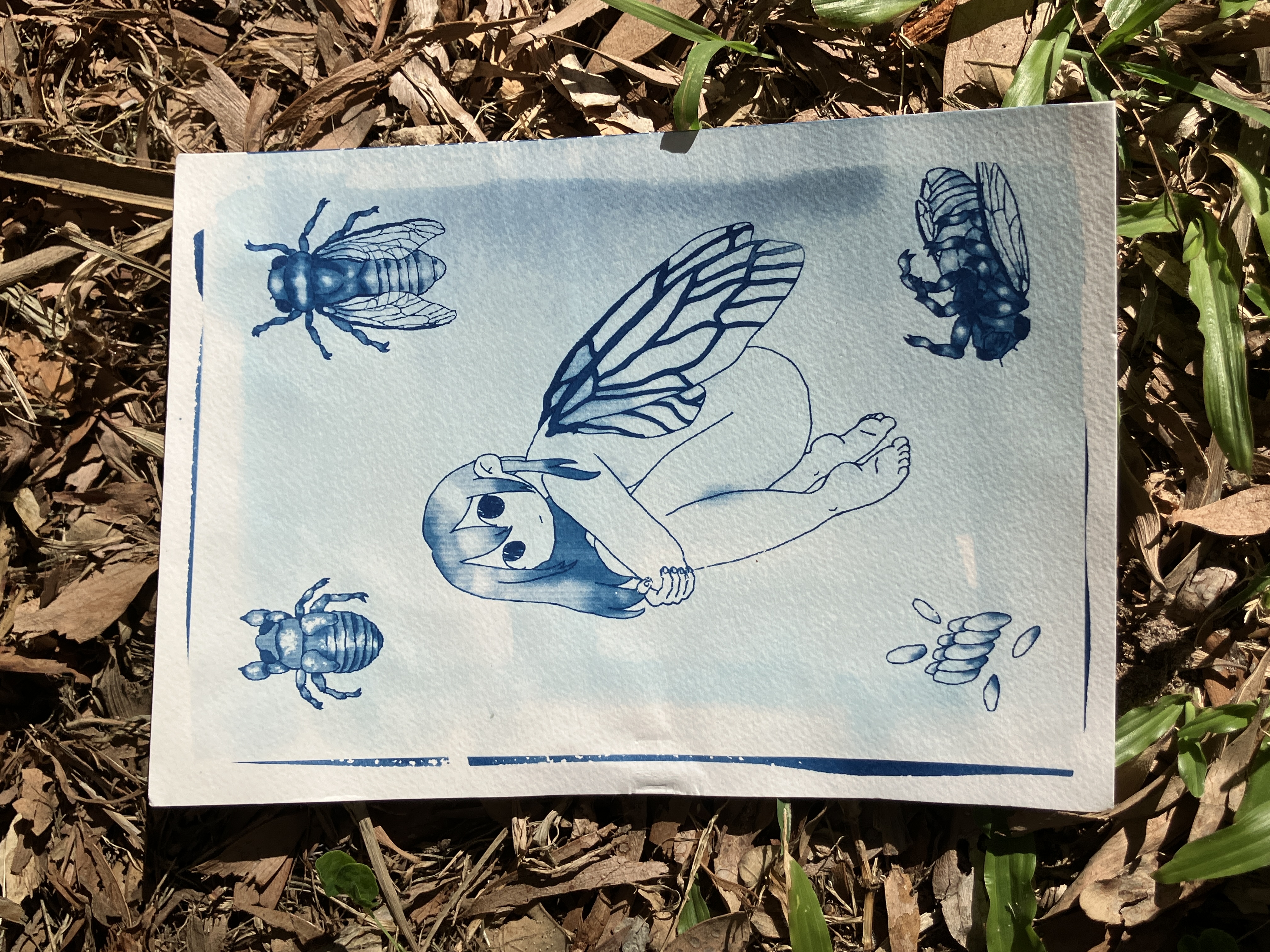 A cyanotype print of a fairy-like character with cicada wings, surrounded by four life stages of a cicada - egg, nymph, adult and dead adult.